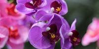 Orquideas-.jpg