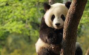 oso-panda-alimentacion.jpg