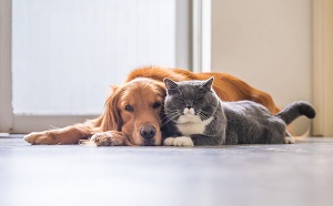 perros-y-gatos-juntos_1.jpg