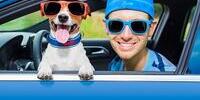 viajar-mascotas-perros-coches-.jpg